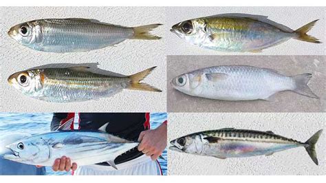 17 Types of Saltwater Baitfish .